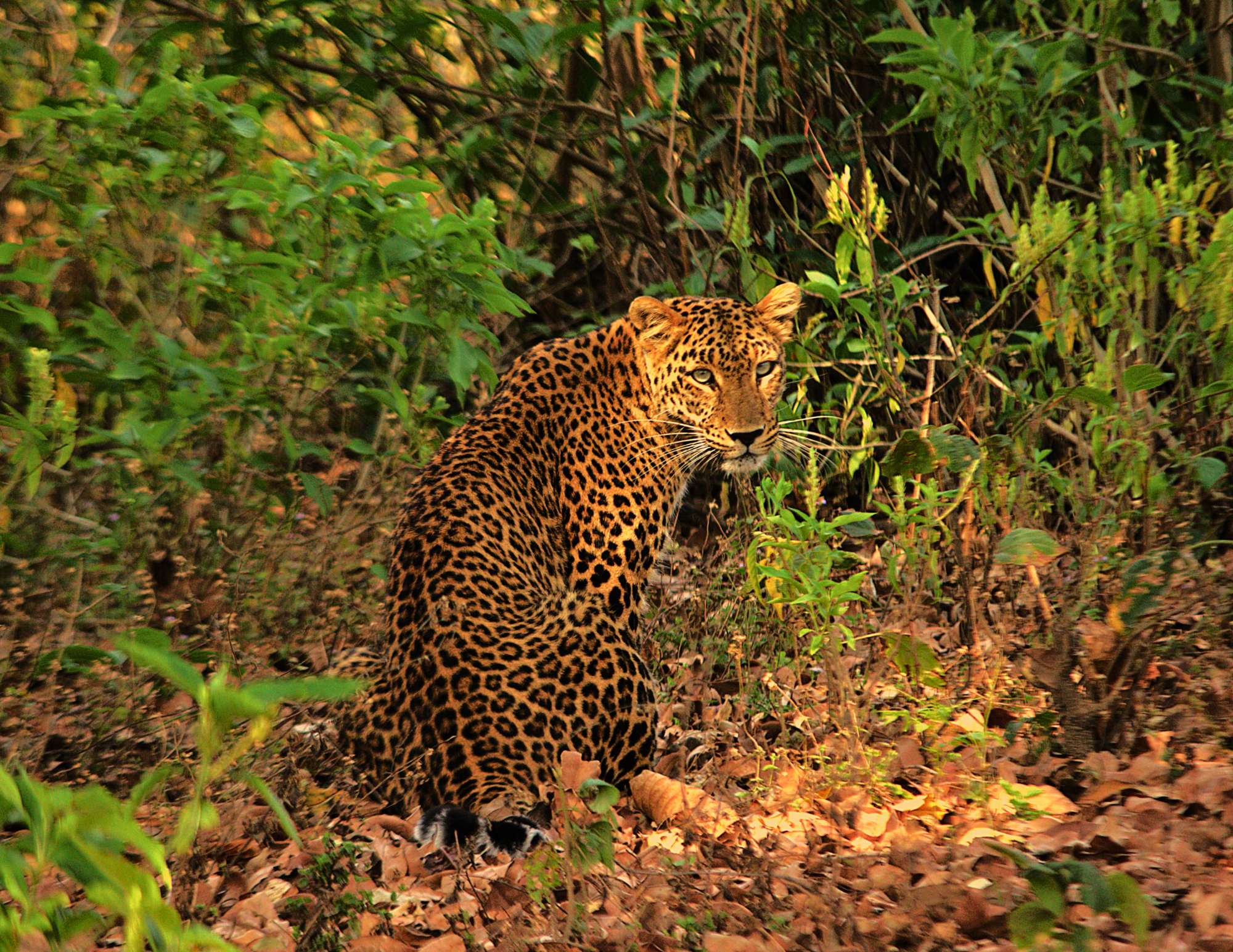 Indian Leopard 