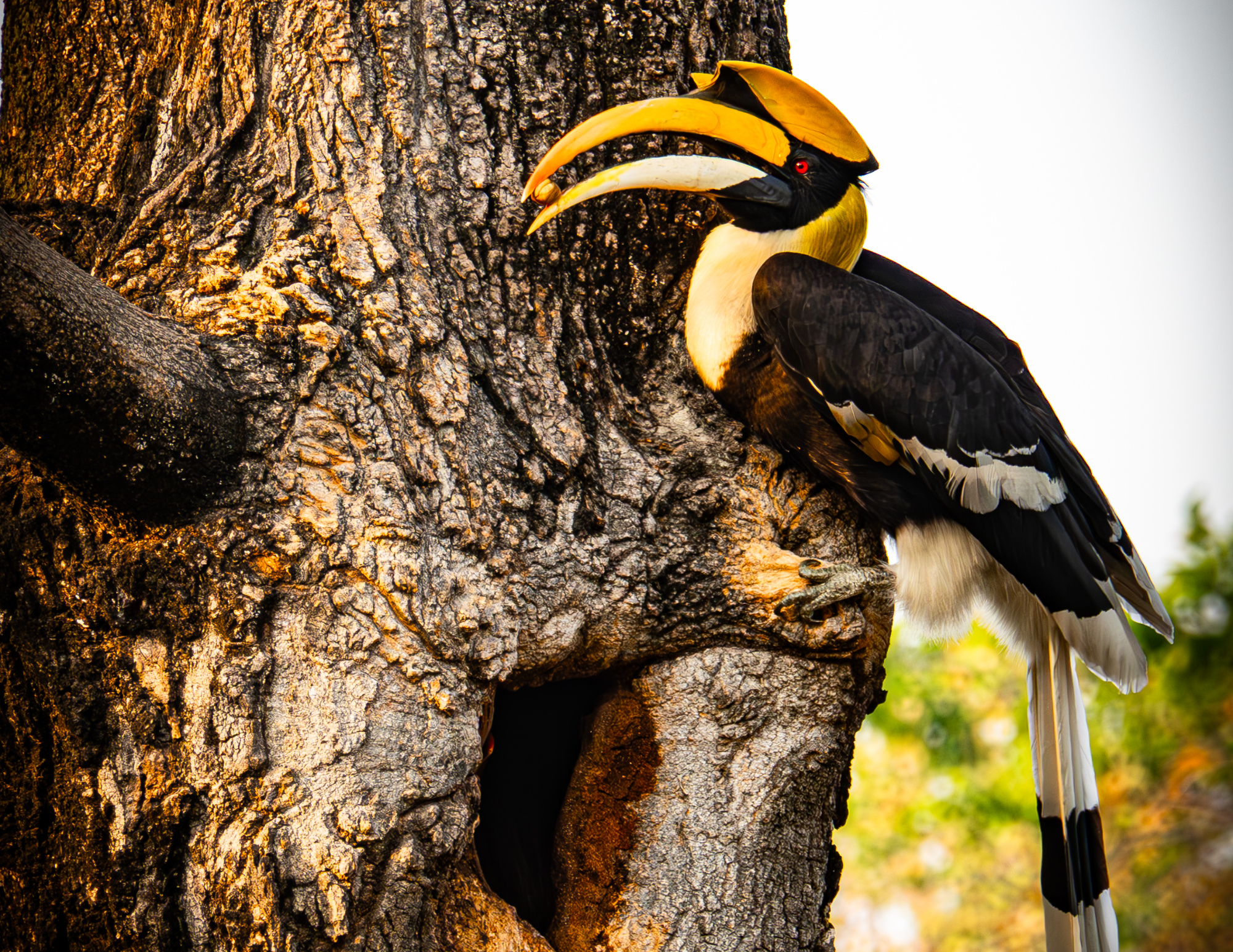 Great Hornbill 