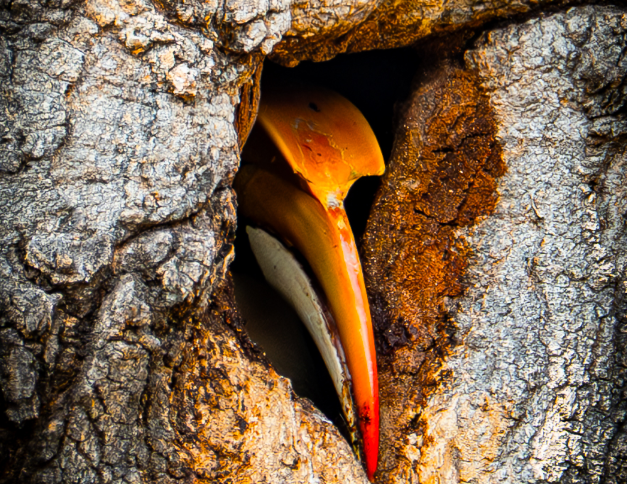 Hornbill nesting