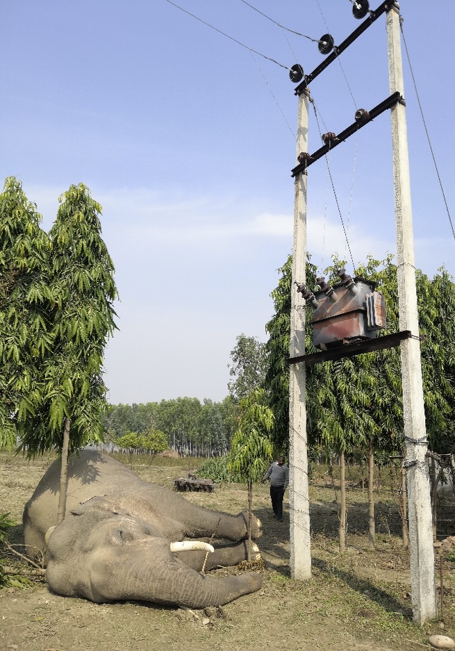 Electrocution of Elephant - Jayjit Das