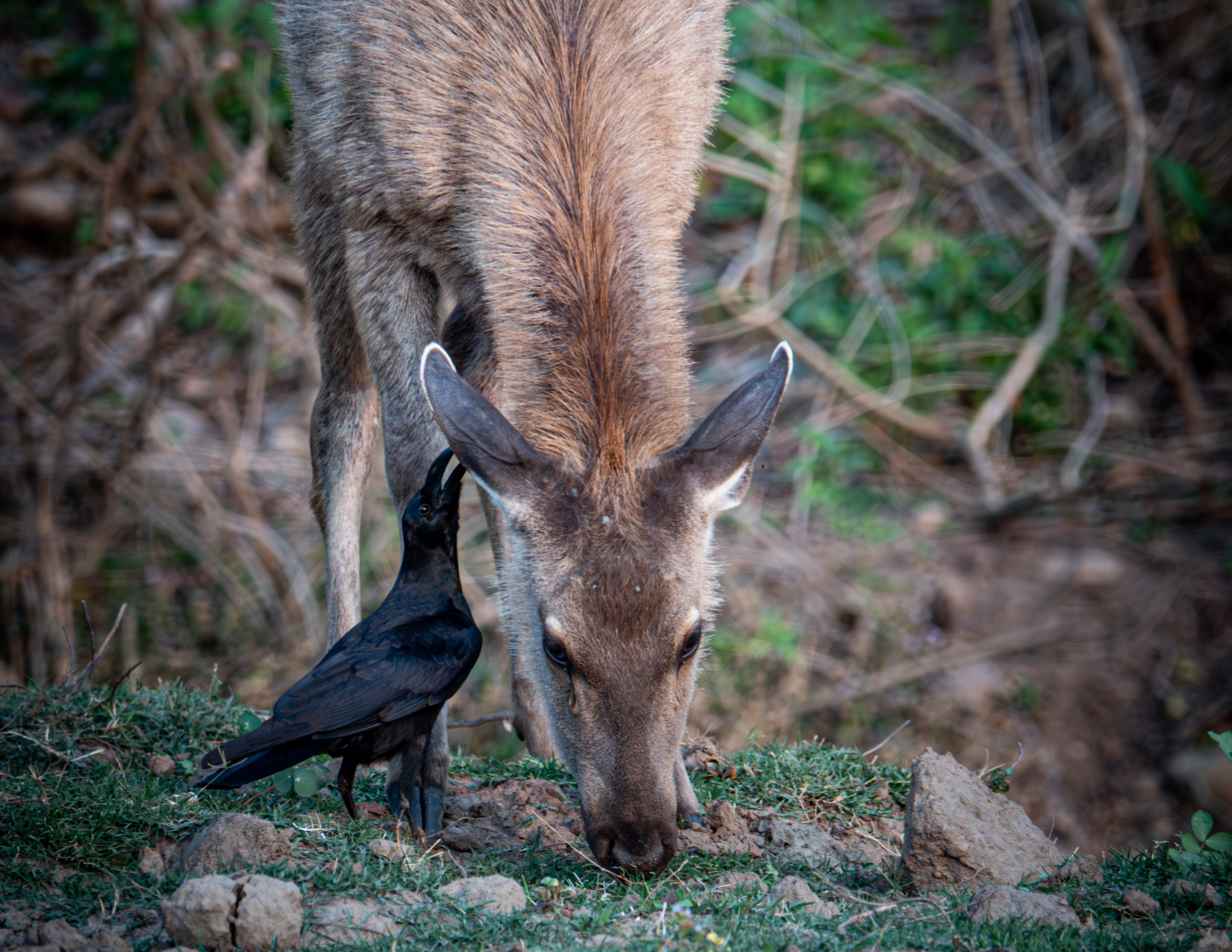 Sambar Deer 