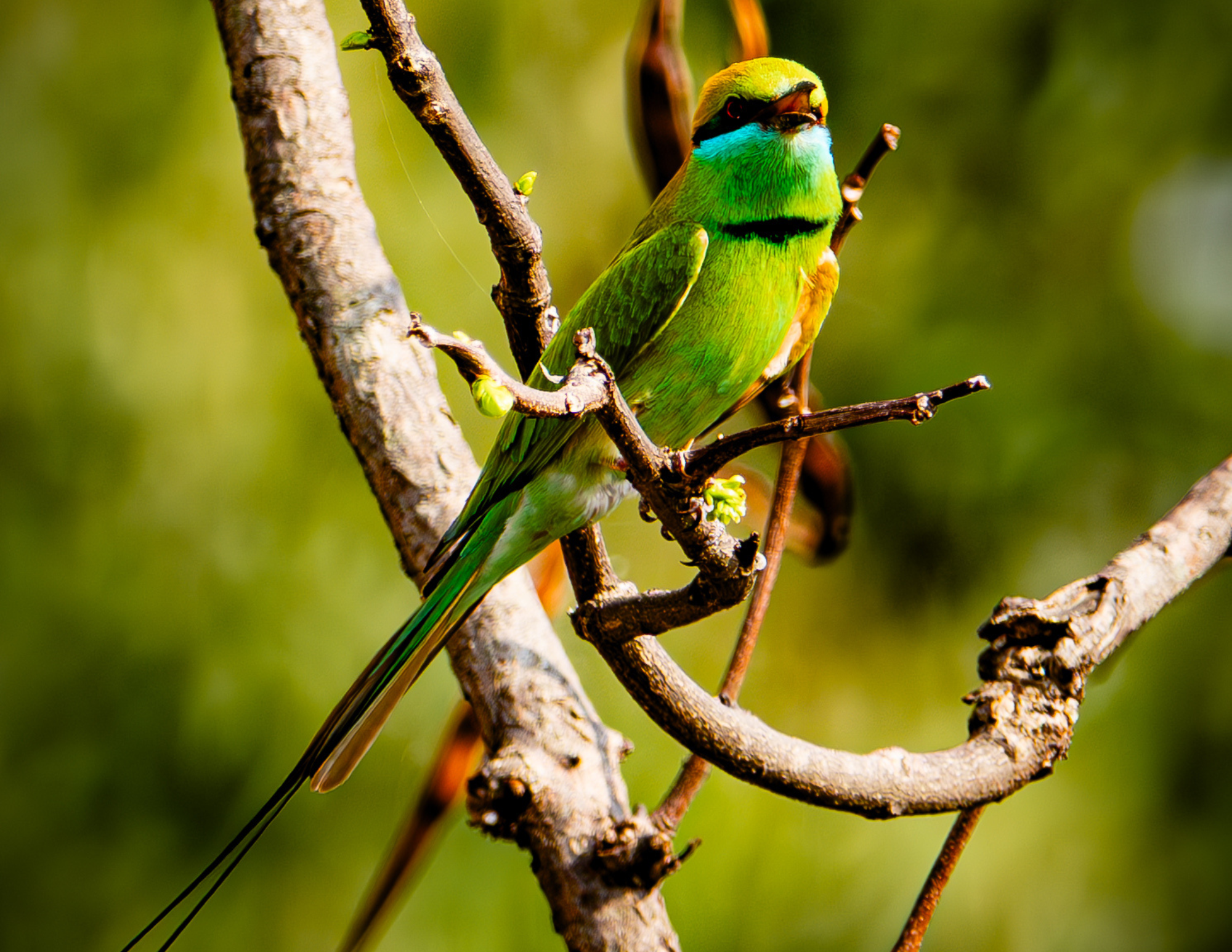 Green Bee-eater Bird