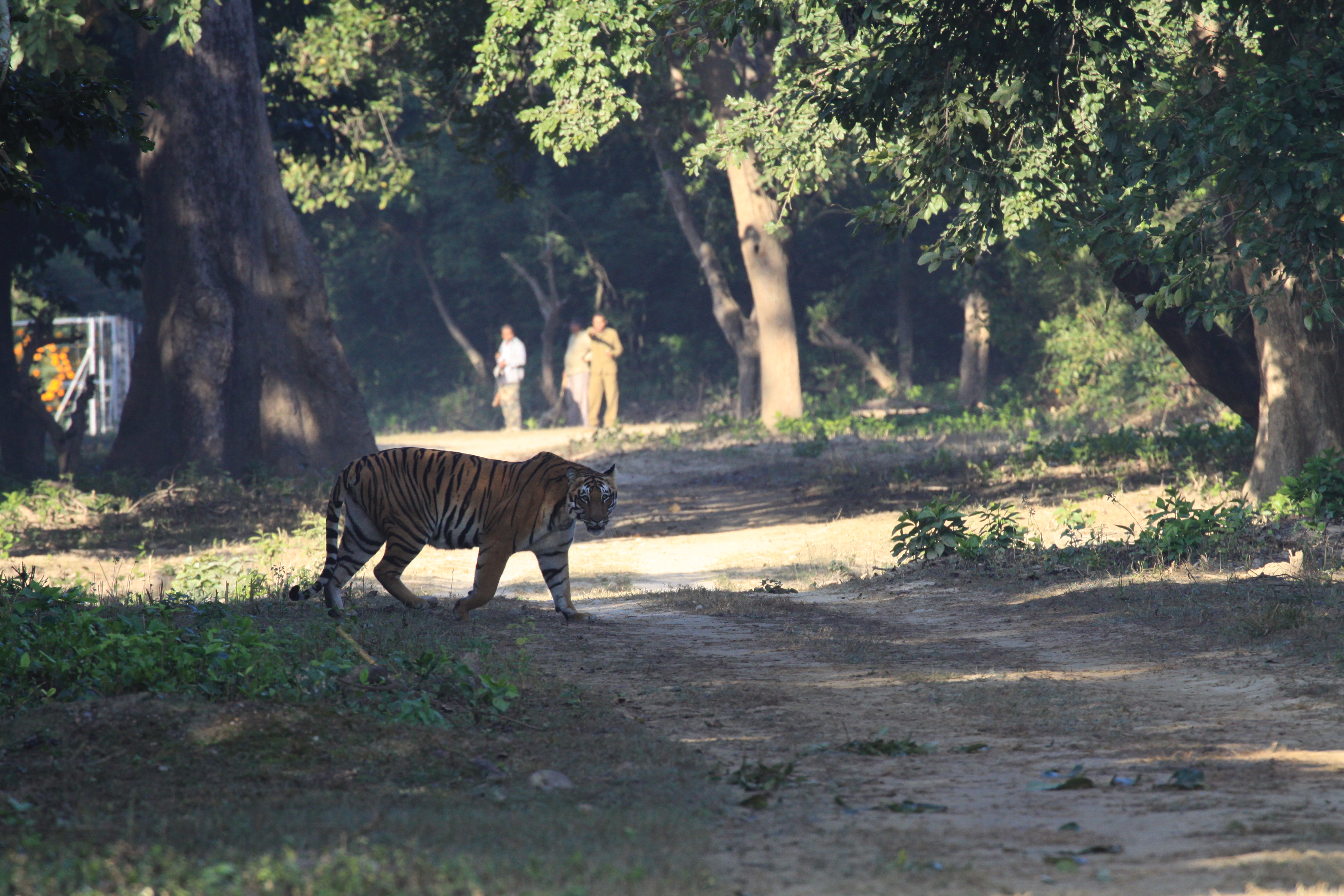 Tiger on Foot 