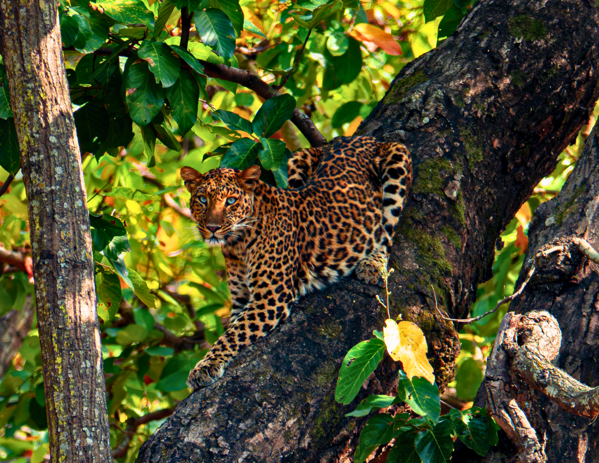 Leopard 