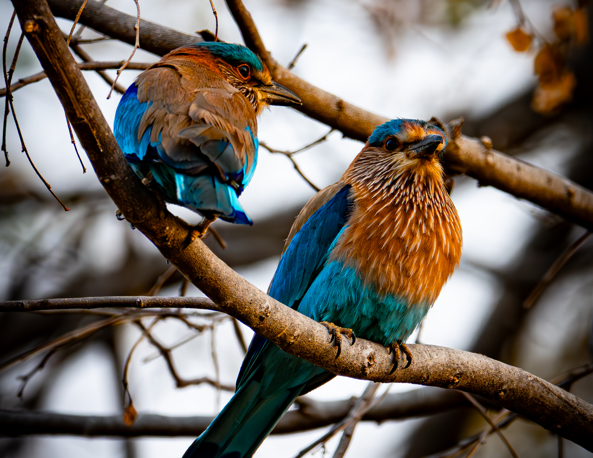 Indian Roller bird 