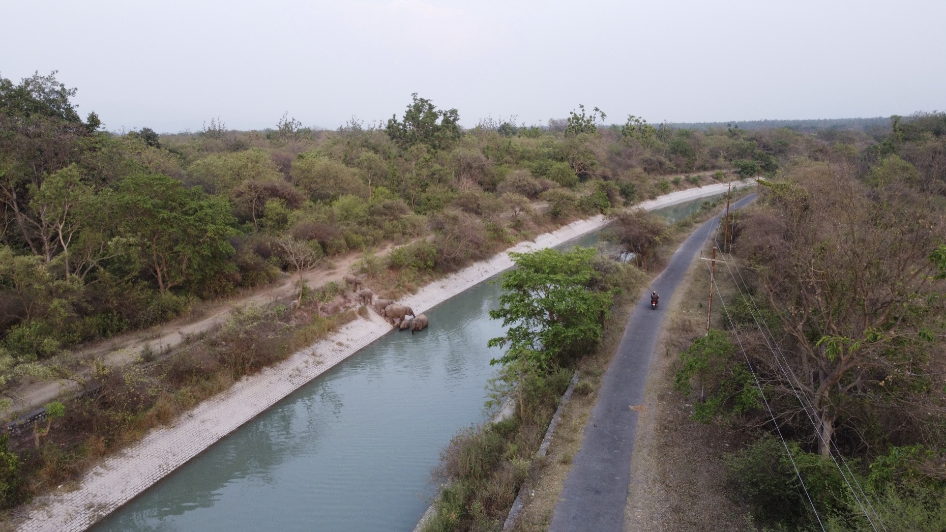 Elephant Crossing Canal - Jayjit Das